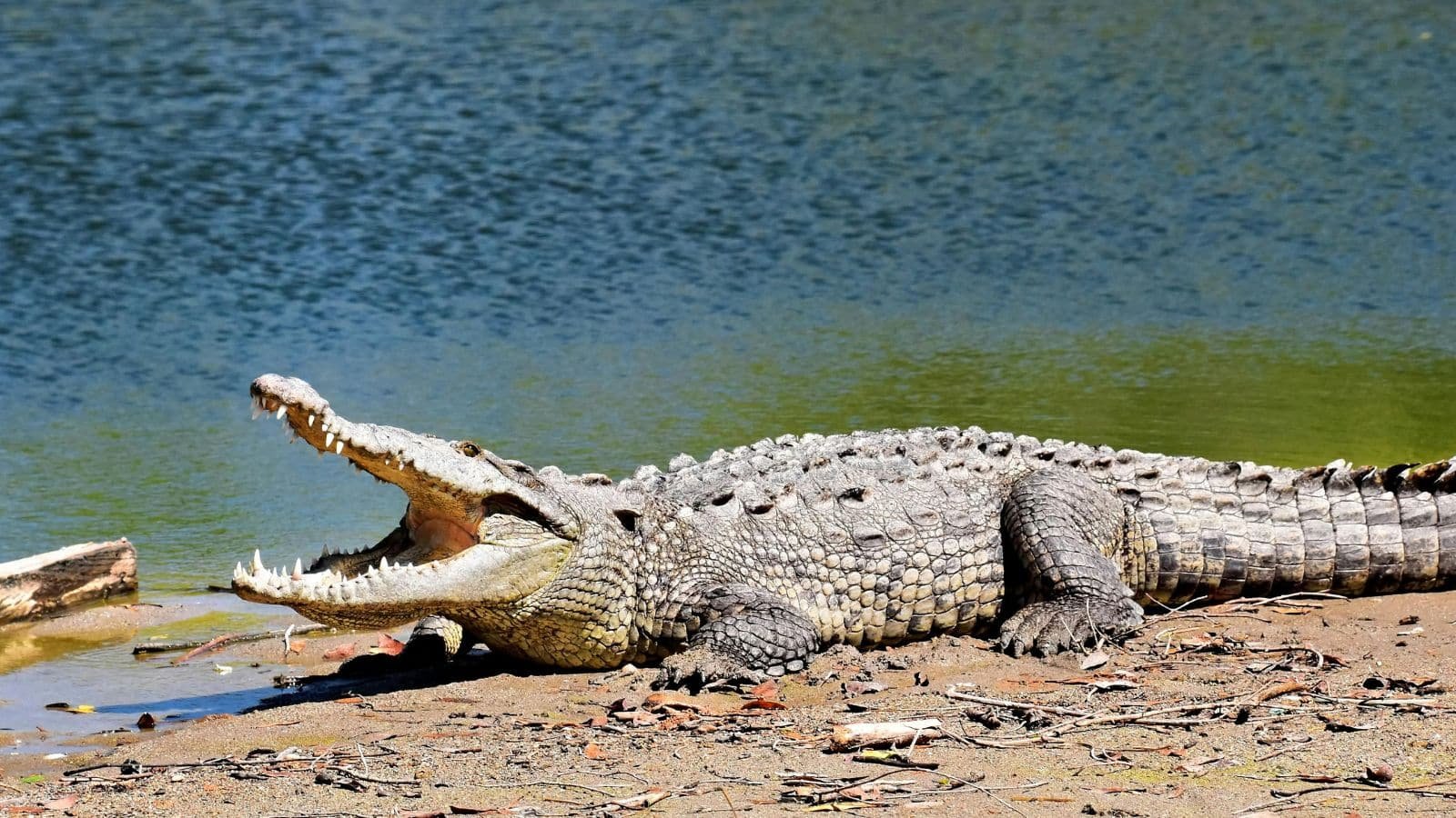 Jawai Bandh Safari 2 Crocodile Jawai