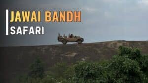 Best time to visit Jaisalmer 2 Jawai Bandh Safari