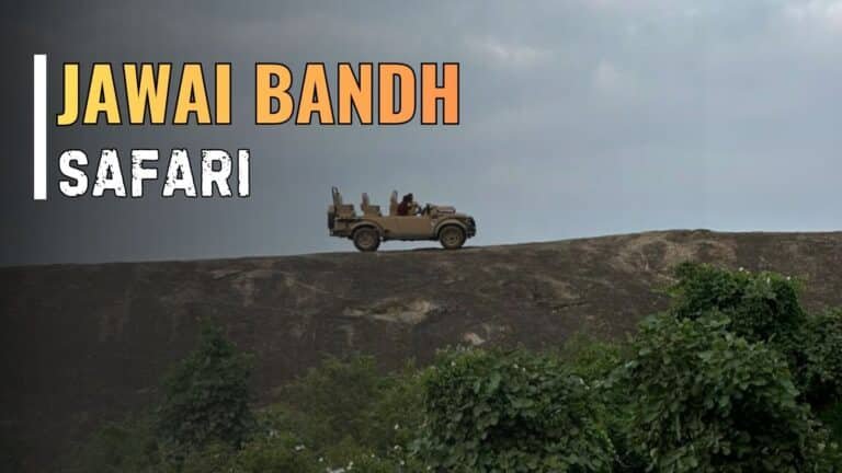 Jawai Bandh Safari