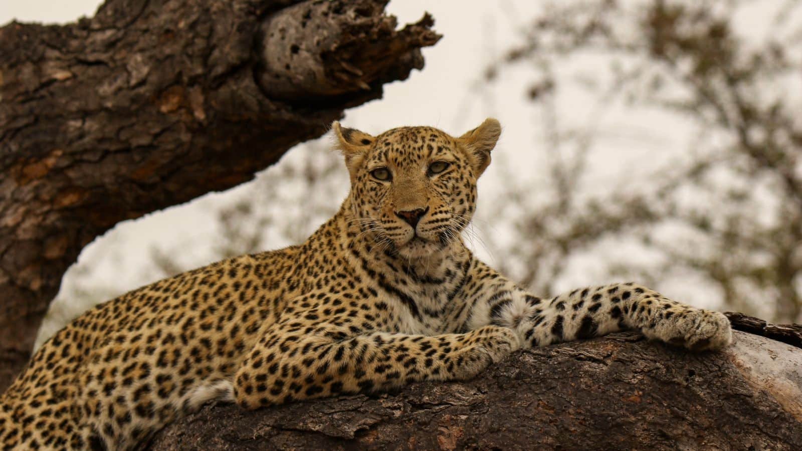 Jawai Bandh Safari 1 jawai leopard safari